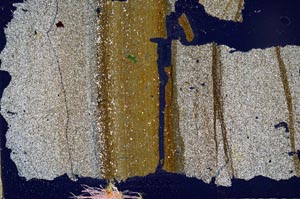 Cross Polarized, S49687