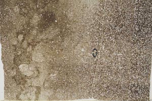 Plane Polarized, S49689