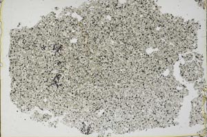 Plane Polarized, S49704