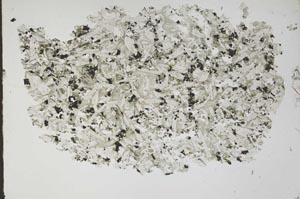 Plane Polarized, S49710