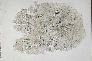 Plane Polarized, S49711