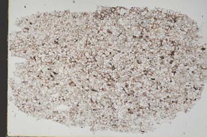 Plane Polarized, S49714