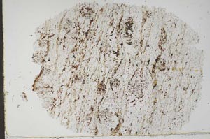 Plane Polarized, S49720