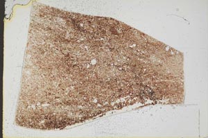 Plane Polarized, S49736