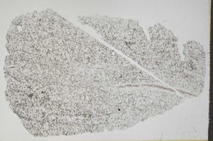 Plane Polarized, S49742