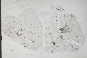 Plane Polarized, S49777