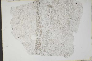 Plane Polarized, S49791