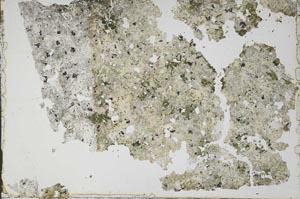 Plane Polarized, S49849/A