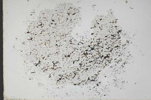 Plane Polarized, S49853