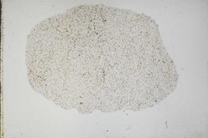 Plane Polarized, S49856