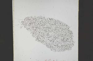 Plane Polarized, S49860