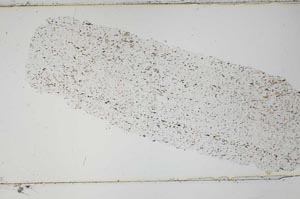 Plane Polarized, S49862