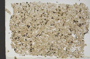 Plane Polarized, S49881