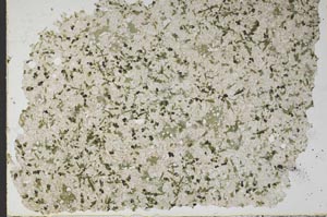 Plane Polarized, S49882