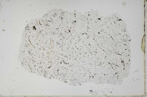 Plane Polarized, S49892