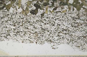 Plane Polarized, S49894