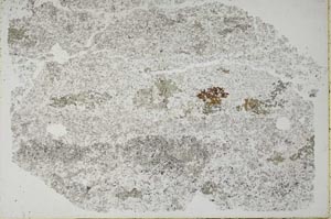 Plane Polarized, S49988