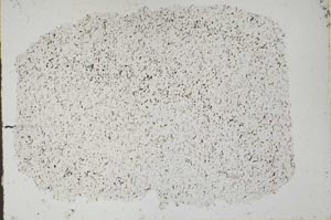 Plane Polarized, S49989
