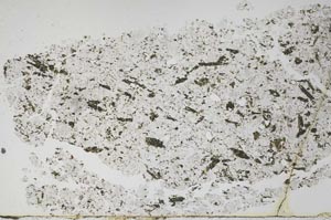 Plane Polarized, S50031