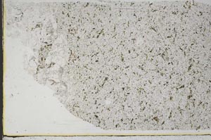 Plane Polarized, S50053