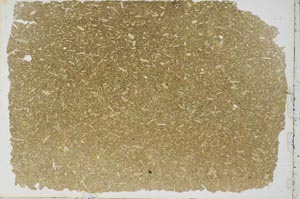 Plane Polarized, S50091