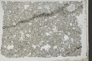 Plane Polarized, S50105