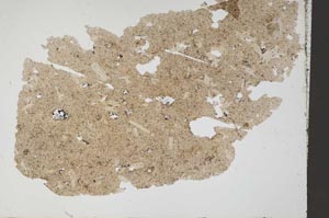 Plane Polarized, S50108