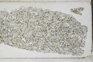 Plane Polarized, S50118