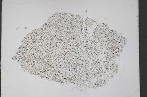 Plane Polarized, S50171
