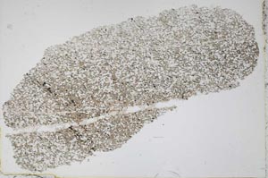 Plane Polarized, S50174