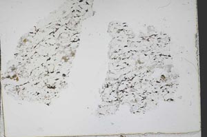 Plane Polarized, S50175