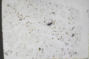 Plane Polarized, S50177