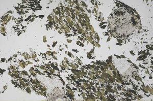 Plane Polarized, S50198/A
