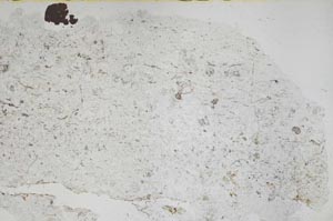 Plane Polarized, S50259