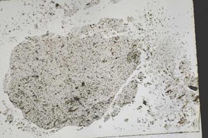 Plane Polarized, S50424