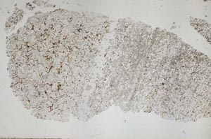 Plane Polarized, S50425