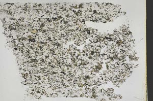 Plane Polarized, S50435