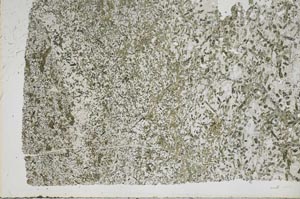 Plane Polarized, S50440