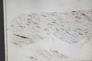 Plane Polarized, S50453