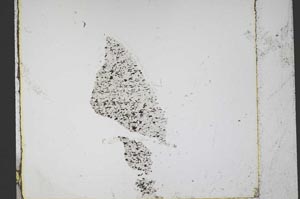 Plane Polarized, S50464