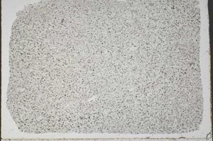 Plane Polarized, S50476