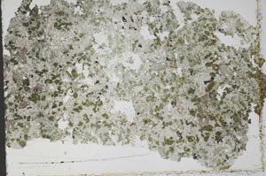 Plane Polarized, S50478