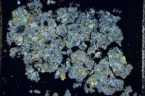 Cross Polarized, S50478/A