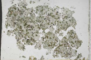 Plane Polarized, S50478/A