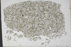 Plane Polarized, S50486