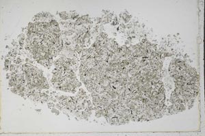 Plane Polarized, S50486/B