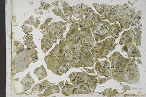 Plane Polarized, S50487/A