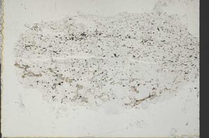 Plane Polarized, S50586