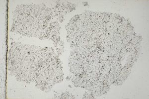 Plane Polarized, S50590