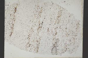 Plane Polarized, S50593